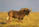 Black Wildebeest