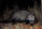 Civets
