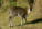 Common Duiker