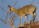 Klipspringer