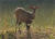 Bushbuck