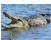 Crocodile
