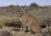 Caracal