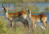 Lechwe