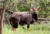 Nyala Bull