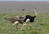 Ostrich
