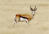Springbuck