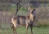 Waterbuck