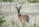 Vaal Reedbuck