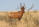 Red Hartebeest