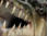 Tigerfish