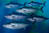 Bonito