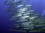 Cape Snoek