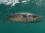 King Mackerel
