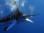 Swordfish